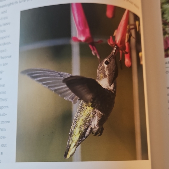Hummingbird Handbook Coffee Table Book. - Picture 2 of 6